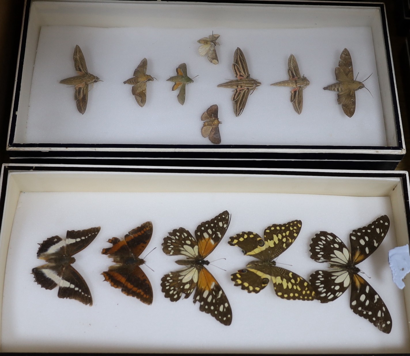 Entomology - Butterfly and moth specimens in 15 display boxes, largest box 37 cm wide